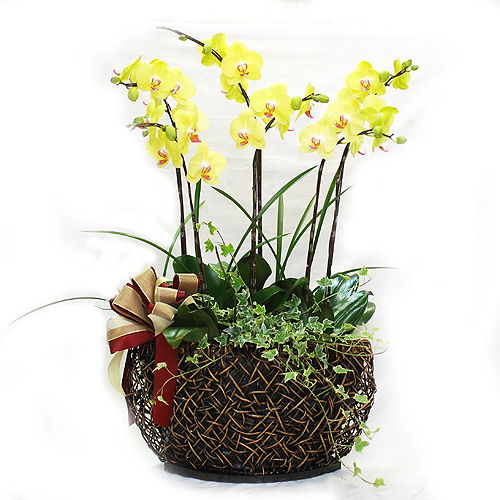 黃色蝴碟蘭|蕭山濱江植物出租