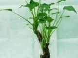 滴水觀音