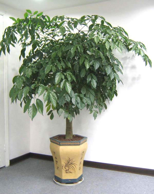 單桿幸福樹(shù)