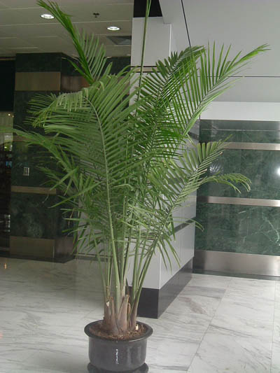國(guó)王椰子