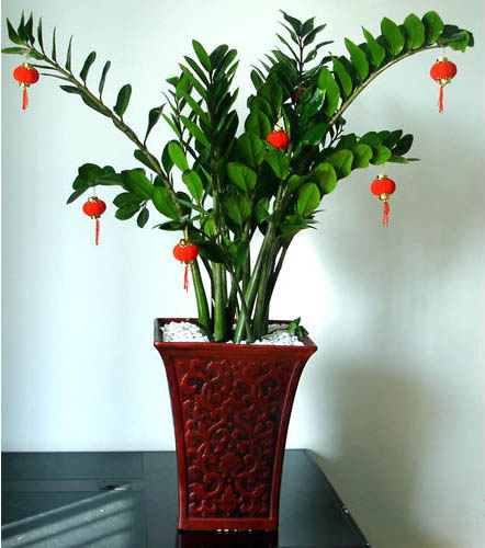 金錢(qián)樹(shù)